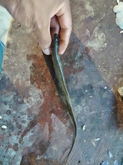 Sternopygus macrurus