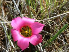 Romulea subfistulosa
