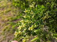 Retanilla trinervia