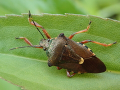 Pinthaeus sanguinipes