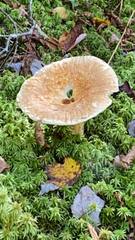 Turbinellus floccosus