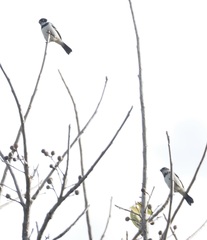 Sporophila morelleti