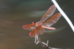 Perithemis domitia