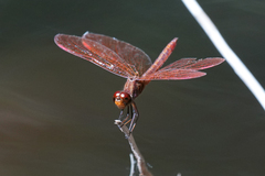 Perithemis domitia