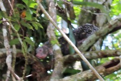 Coendou longicaudatus