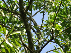 Vireo flavoviridis