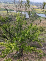 Retanilla trinervia