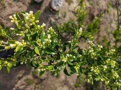 Retanilla trinervia