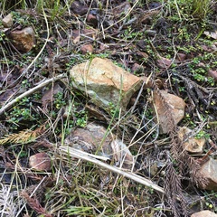 Juncus prismatocarpus leschenaultii