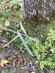 Anaphalis margaritacea