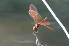 Perithemis domitia