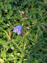 Campanula persicifolia