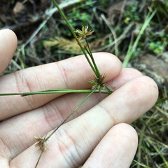 Juncus prismatocarpus leschenaultii