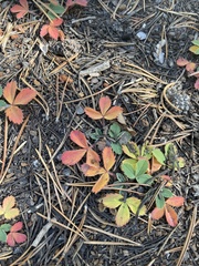 Vaccinium cespitosum