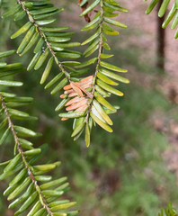 Coleotechnites apicitripunctella