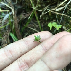 Juncus prismatocarpus leschenaultii