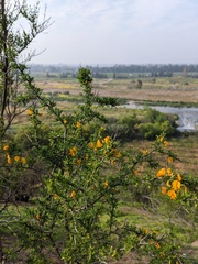 Adesmia confusa