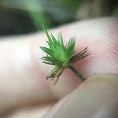 Juncus prismatocarpus leschenaultii