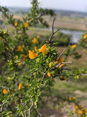 Adesmia confusa