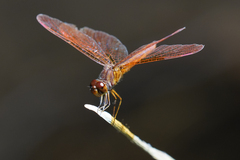 Perithemis domitia