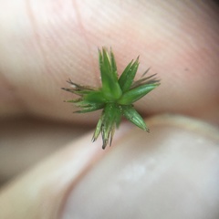 Juncus prismatocarpus leschenaultii