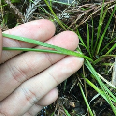 Juncus prismatocarpus leschenaultii