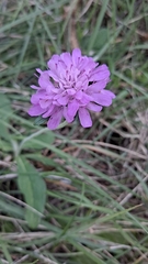 Sixalix atropurpurea