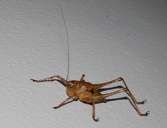 Tettigoniinae