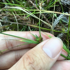 Juncus prismatocarpus leschenaultii