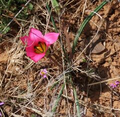 Romulea subfistulosa