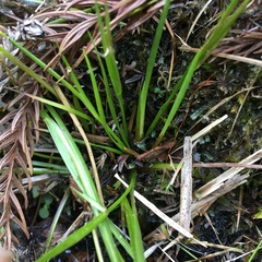 Juncus prismatocarpus leschenaultii