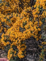 Adesmia confusa