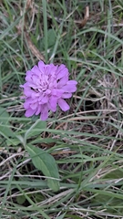 Sixalix atropurpurea