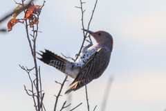 Colaptes auratus luteus