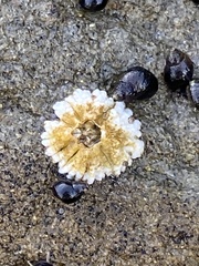 Semibalanus balanoides