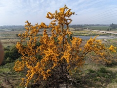 Adesmia confusa