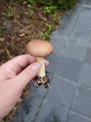 Stropharia rugosoannulata