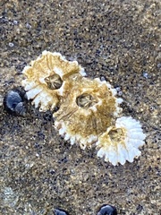 Semibalanus balanoides