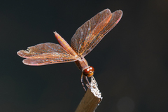 Perithemis domitia