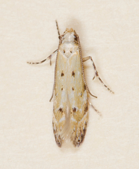 Coleotechnites apicitripunctella