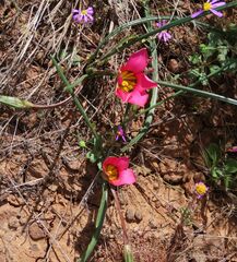 Romulea subfistulosa