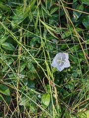 Campanula persicifolia