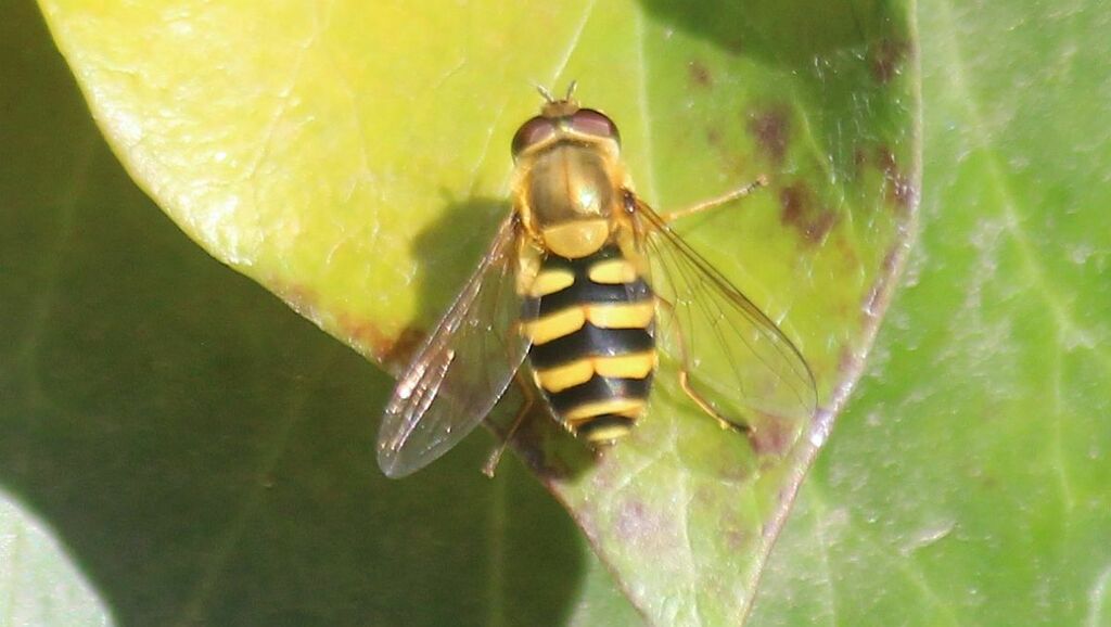 Common Flower Flies from Netherton Reservoir, Dudley, UK on October 01 ...