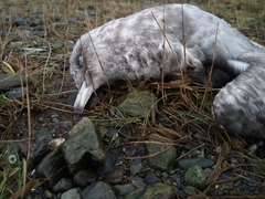 Larus brachyrhynchus