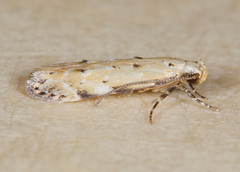 Coleotechnites apicitripunctella