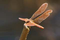 Perithemis domitia
