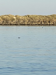 Melanitta perspicillata