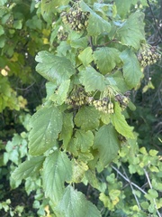 Physocarpus opulifolius