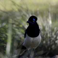 Cyanocorax chrysops