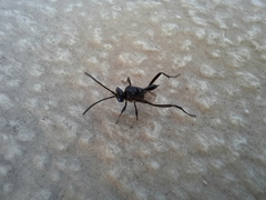 Evania appendigaster